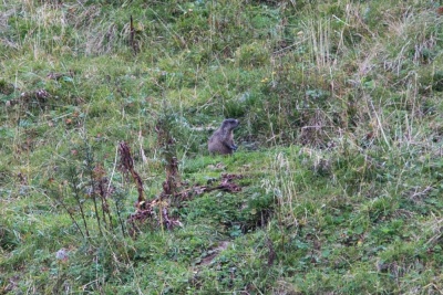 20170905 NF_Bregenzer Wald_Karl-100.jpg