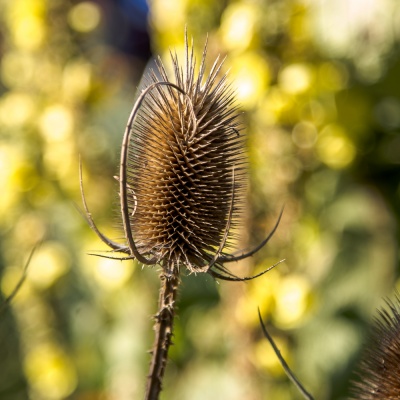 20170922 NF_Bad Urach_Karl-225.jpg