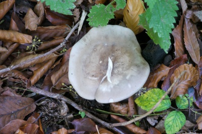 20171101 NF_Letzte Einkehr_Anke-22.jpg