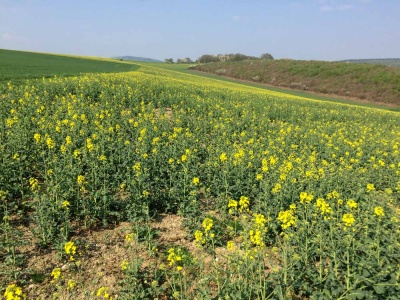 20180421 Hunsrück_Idar-Obersrtein_Mob-13.jpg