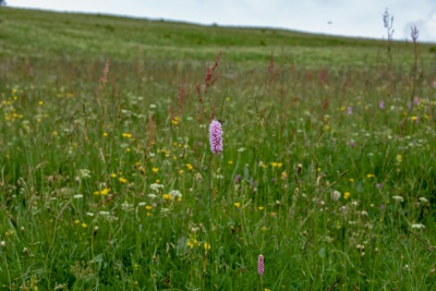20180615 NF-Feldberg_Sascha-163.jpg