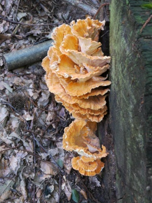 20180909 NF_Vogesenwanderung_Anke-1.jpg